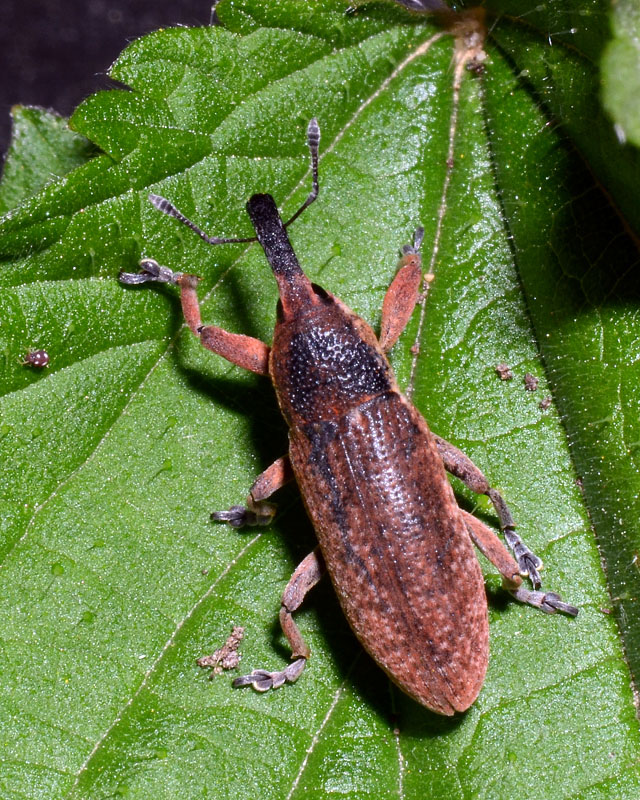 Larinus? - No. Lixus punctiventris - Curculionidae